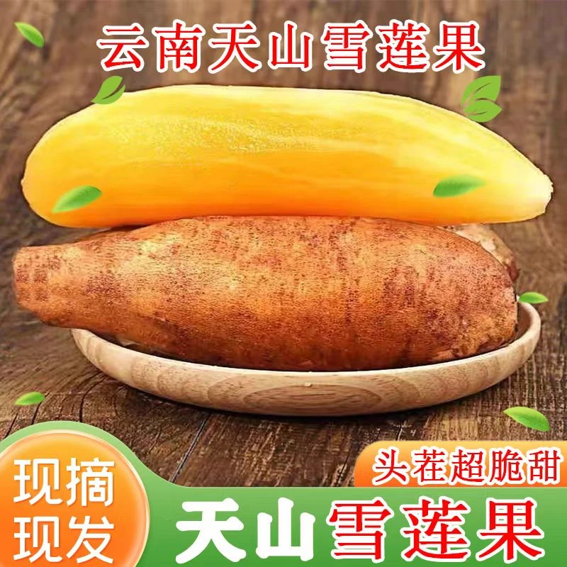 云南天山雪莲果现挖脆甜多汁新鲜水果5斤9斤红泥沙地