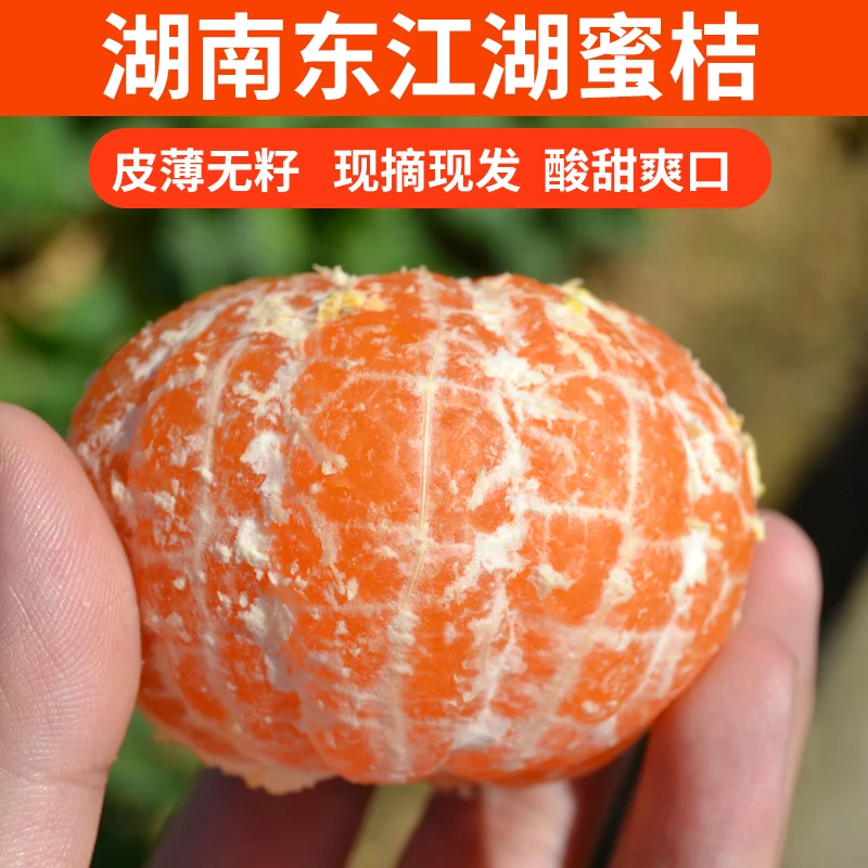 湖南东江湖蜜桔橘子郴州酸甜多汁新鲜薄皮特早无籽孕妇文明水果