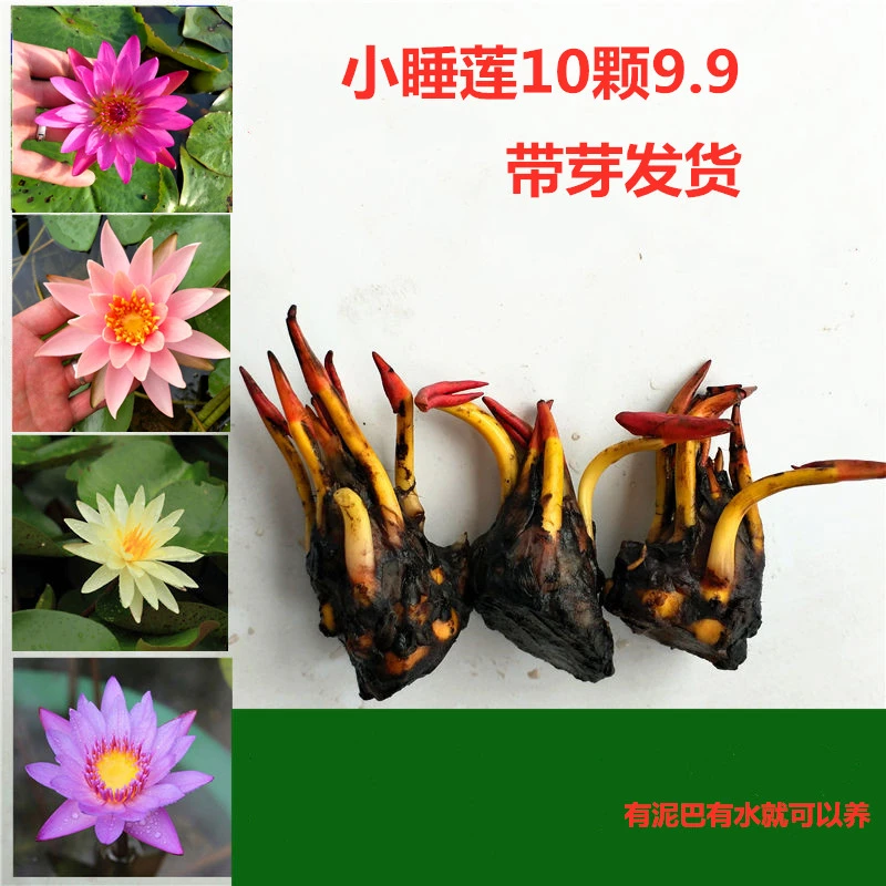 迷你小睡莲种根水培水养盆栽池塘植物带芽发货水生荷花根块种根