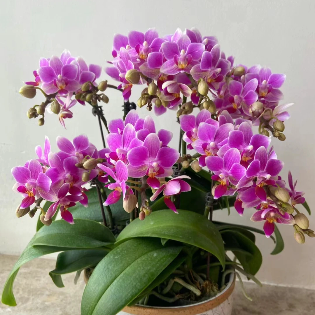 【 香格里拉 特A级】2花剑 淡香蝴蝶兰 花量特别多