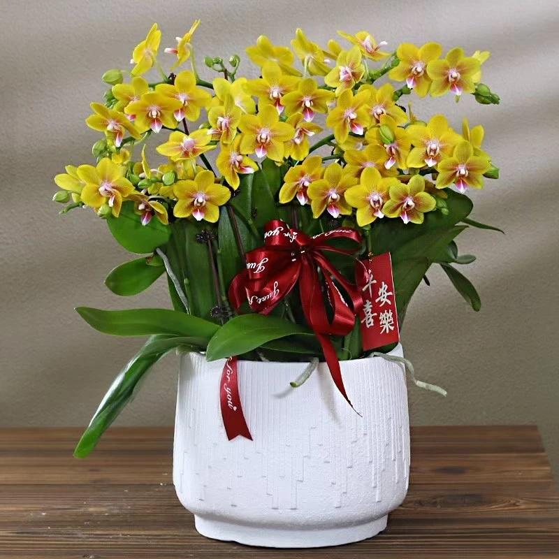 【4花剑 香水黄金 】3.0加大 稀有蝴蝶兰爱长花量多花期久蜡质花瓣