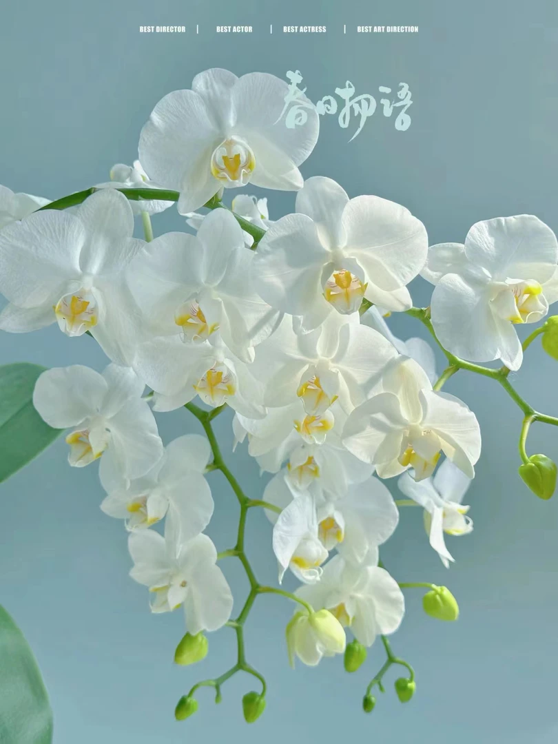 【阿玛 一杯双苗】1花剑起 台湾品种 稀有 蝴蝶兰 花期久蜡质花瓣