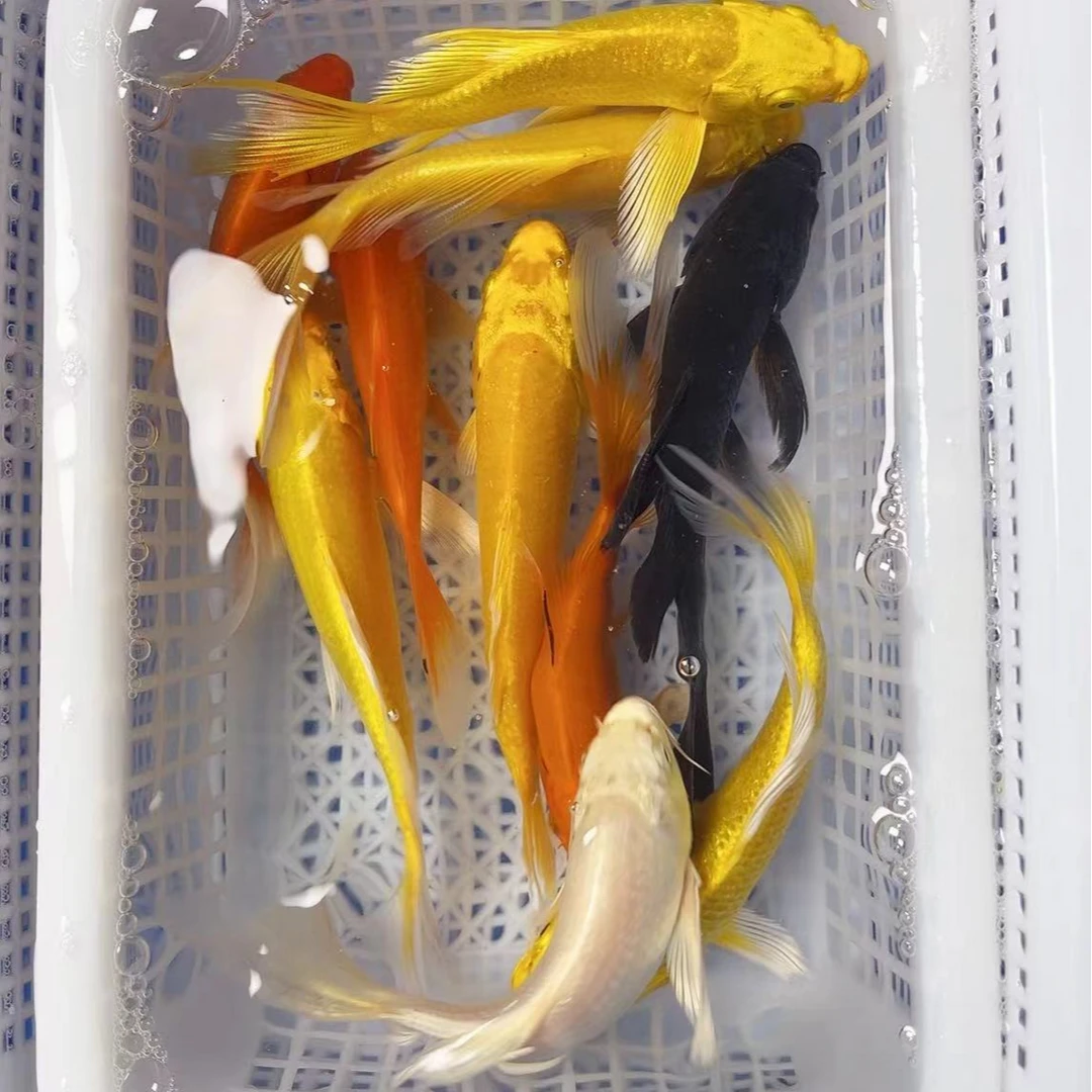【5黄3红1白1黑】观赏鱼冷水鱼好养耐活