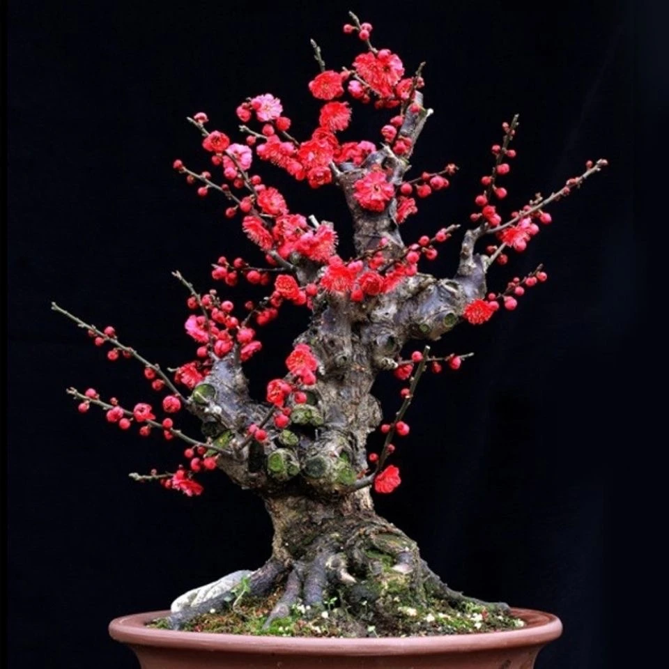 【花有缘花卉】梅花盆景20-500直播间价格链接