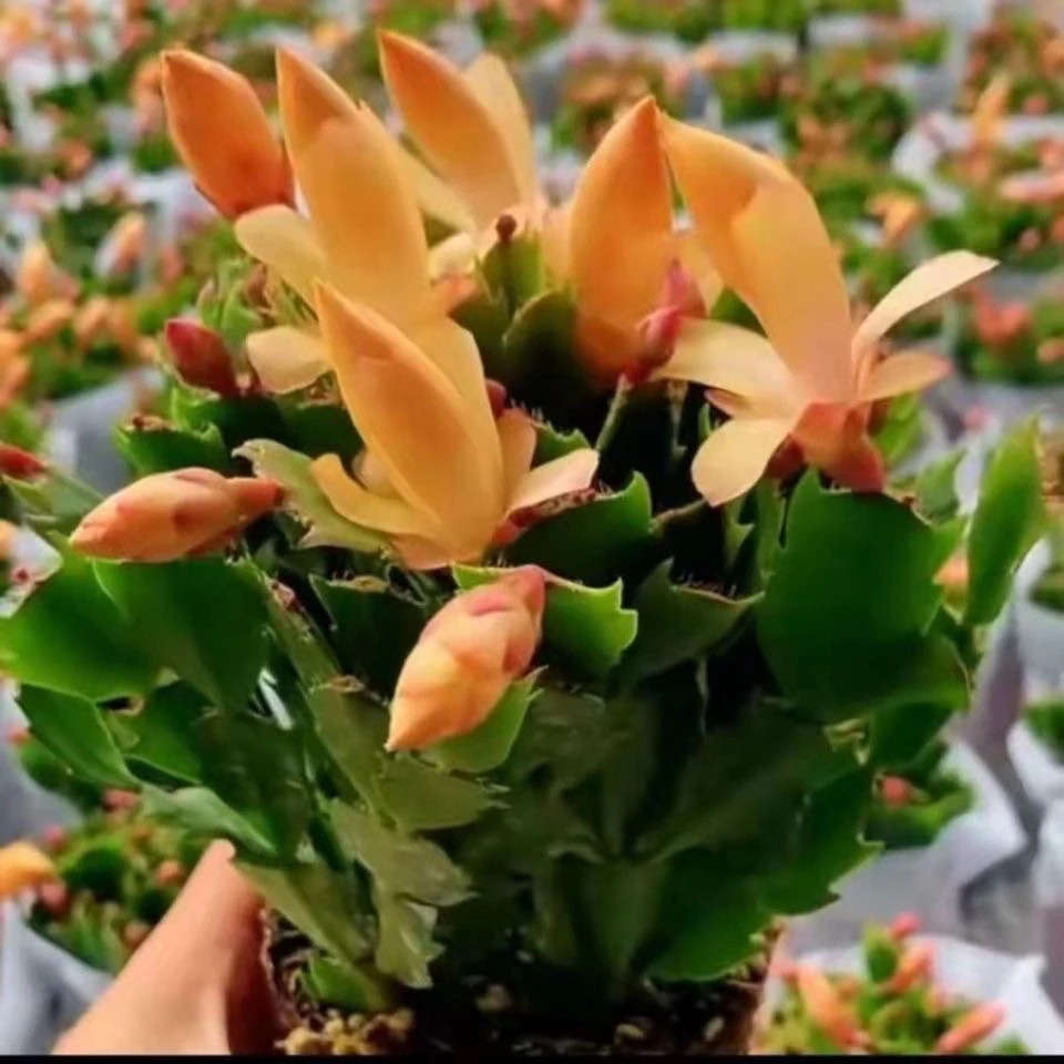 黄金蟹爪兰盆栽花卉