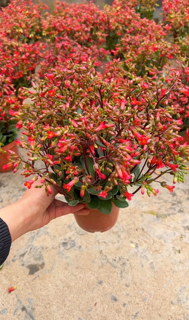 开花机器凤尾小宫灯长寿花