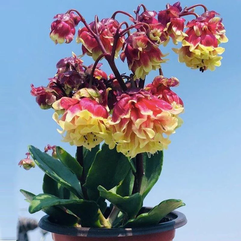 小盆重瓣宫灯长寿花花卉盆栽