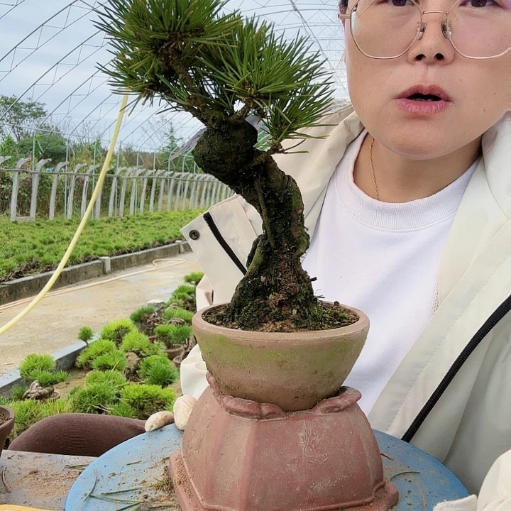 用****8三河黑松盆景