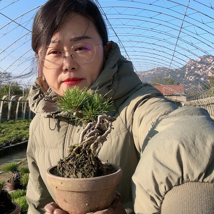 贵****潘三河黑松盆景