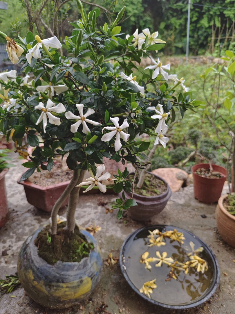 【专拍】218栀子花盆景 熟桩直播间实物一物一拍