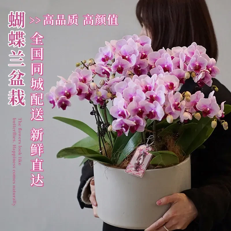 全国蝴蝶兰盆栽真花成品鲜花速递同城北京上海南京乔迁开业配送店