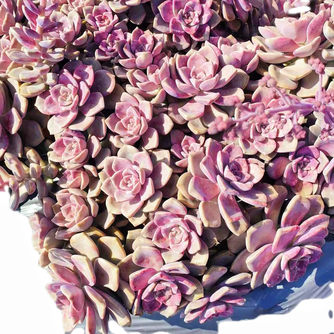 初衷中号老桩地栽紫乐25公分阳台盆栽多肉植物新手必拍好养植物