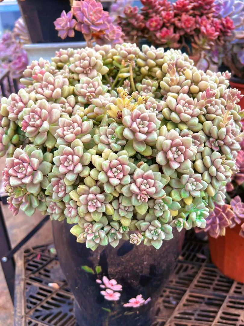 丸叶姬秋丽 新手推荐好养 手捧花造型