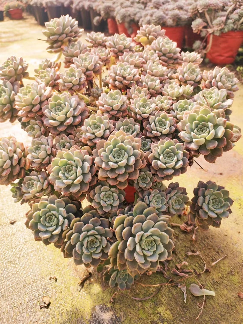 粉布偶   新手推荐好养   手捧花造型夏季养护摆放鲜艳色彩