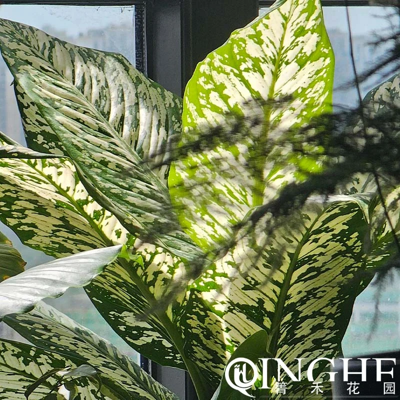 箐禾【暴风雪】花卉绿植盆栽花园阳台庭院基地直发易养护