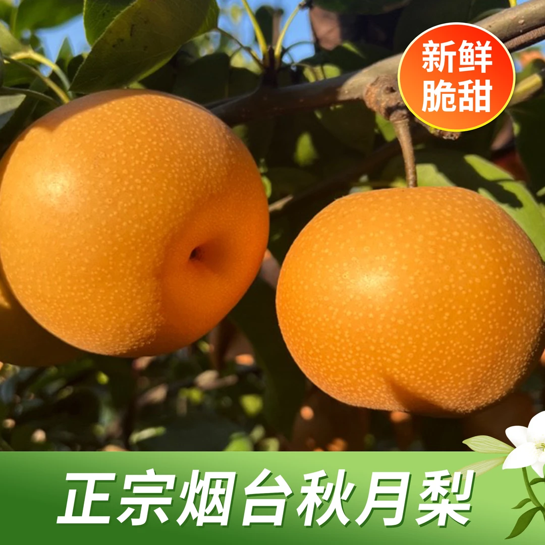 山东烟台羊脂秋月梨香脆多汁无渣单果4.5斤装