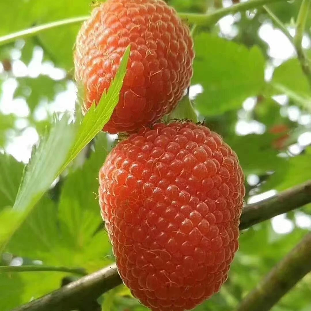 【浙江直发】新鲜树莓覆盆子产地发货当季现摘500克顺丰空运