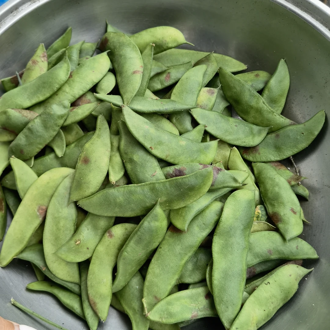 崇明白扁豆红扁豆洋扁豆新鲜白扁豆带壳3斤起包邮