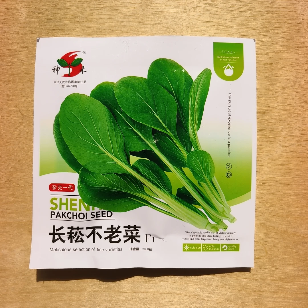 长菘不老菜早熟一代杂交青梗生长速度快耐湿耐热耐寒蔬菜种子