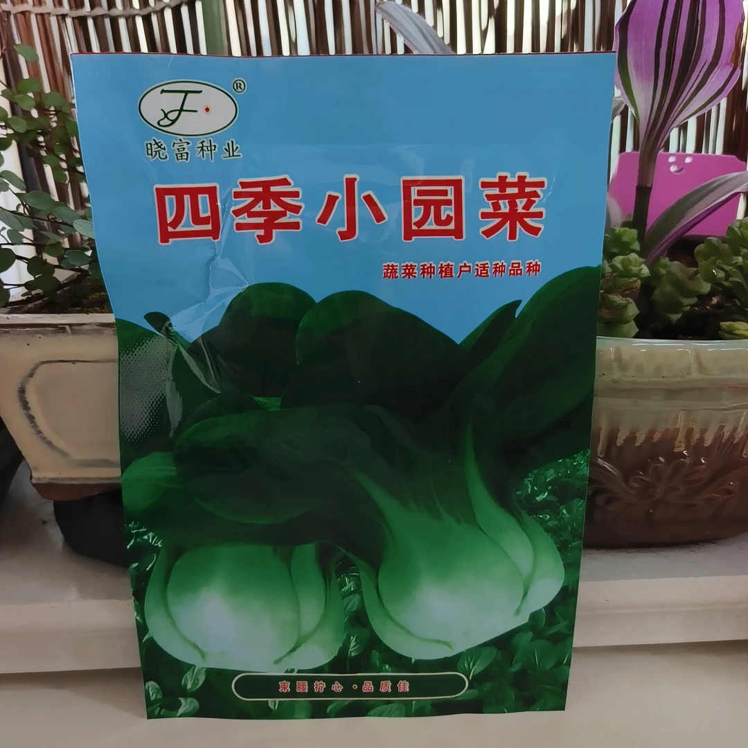 四季小园菜蔬菜种植户浅绿色抽苔迟品质佳四季种植品种青菜种子
