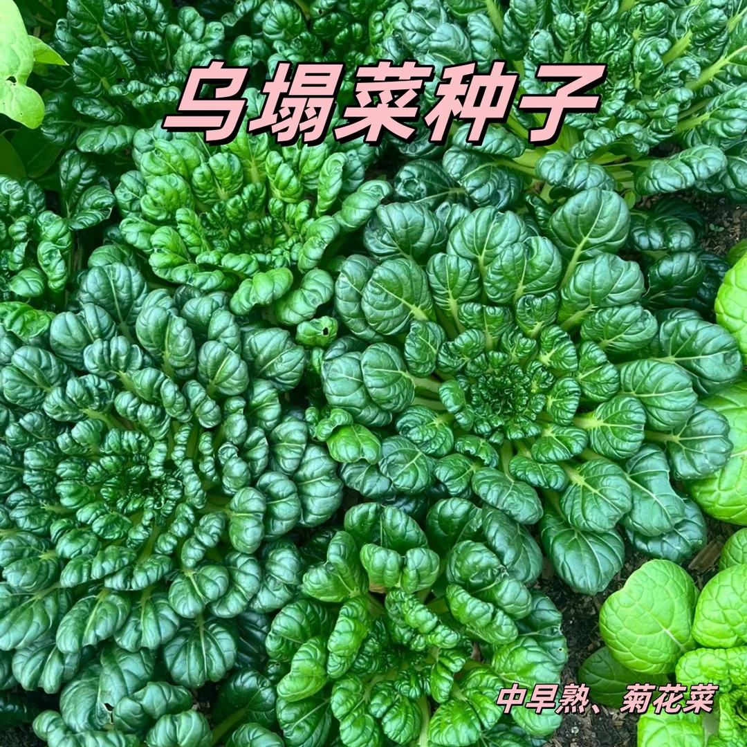 【全店满5/包】乌塌菜种子蔬菜菊花菜种子春秋四季播种农
