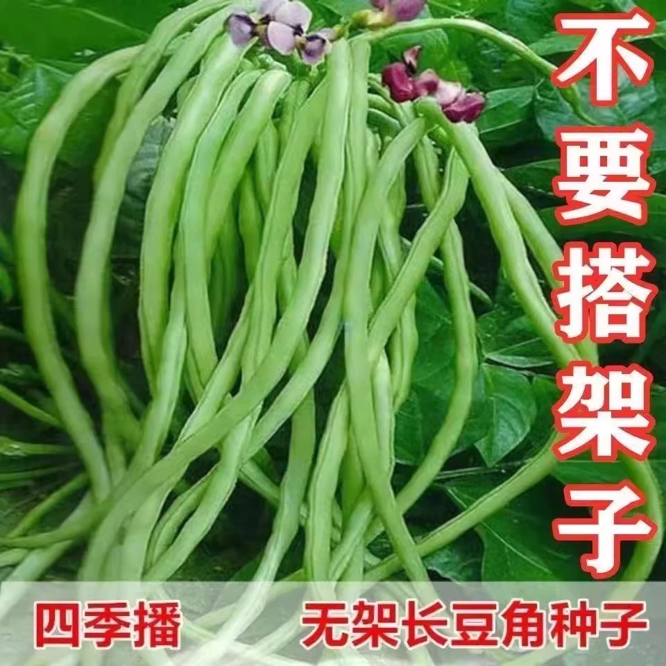 【全店满5/包免邮】无架长豆角种子早豇豆荆芥四季豆蔬菜不搭架豆