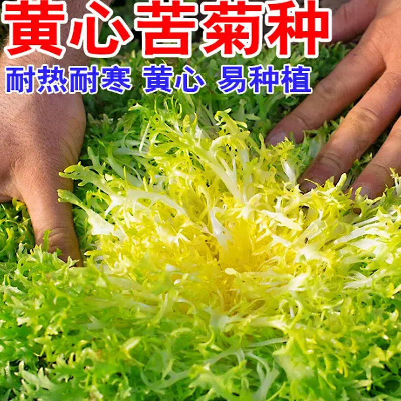 【全店满5/包免邮】苦苣种子花叶苦菊菜种籽盆栽蔬菜种孑种籽春秋
