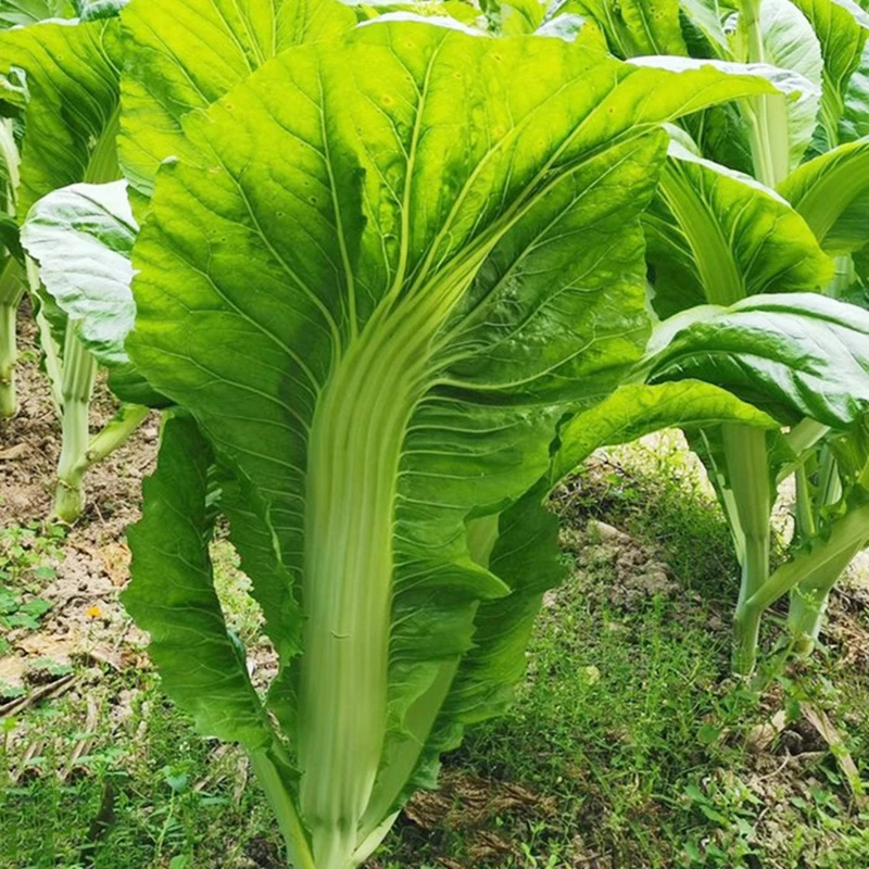 【全店满五包包邮】四季抗热黄叶甜芥菜种子农家菜园蔬菜种籽