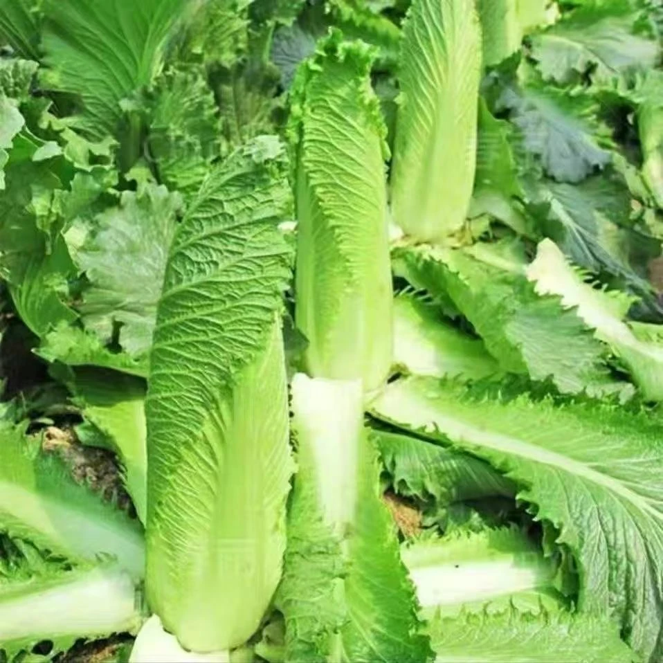 【全店满5/包免邮】太原二青大白菜种子天津青麻叶种籽高筒长白菜