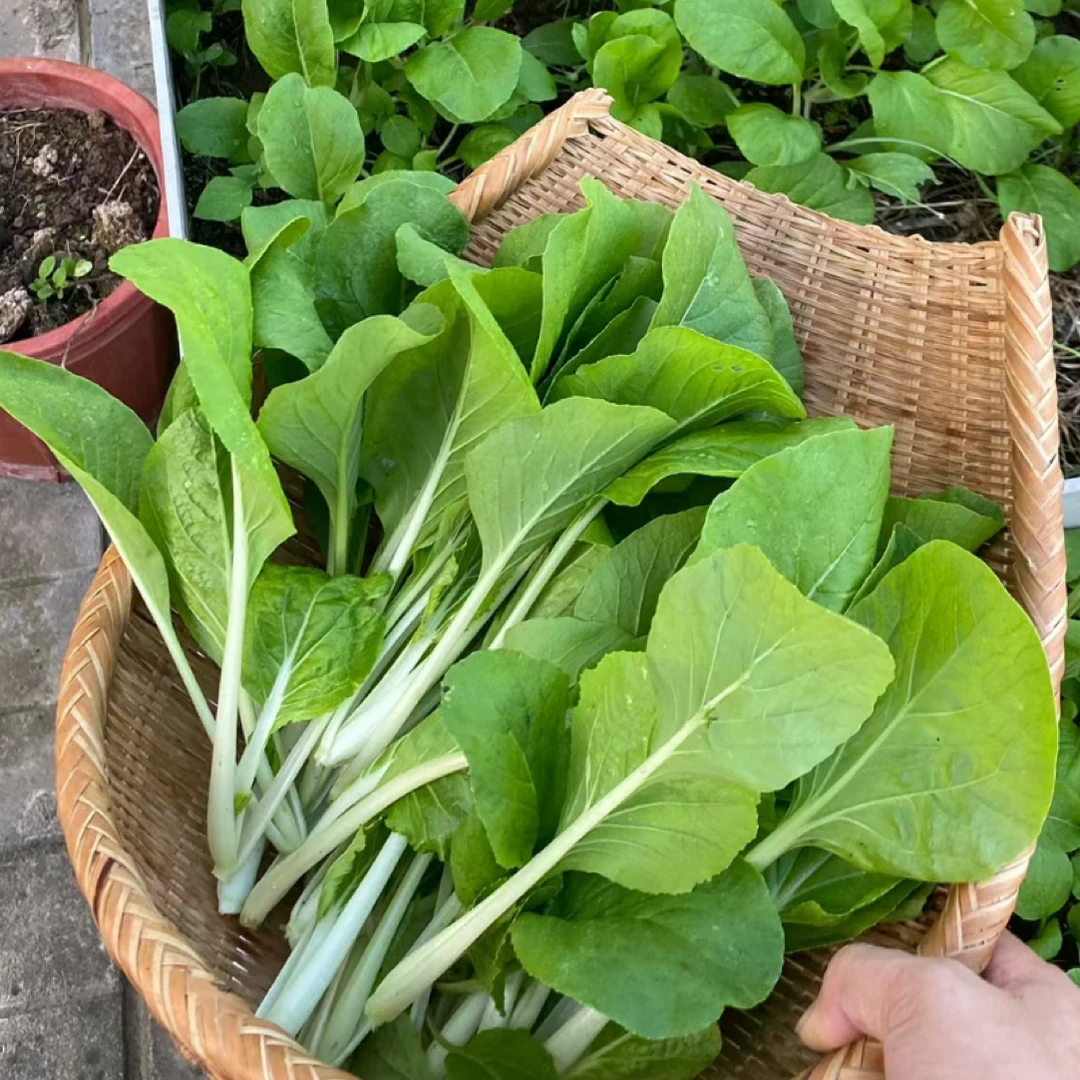 【全店满5/包免邮】四季抖音口水种菜白甜脆白菜种子