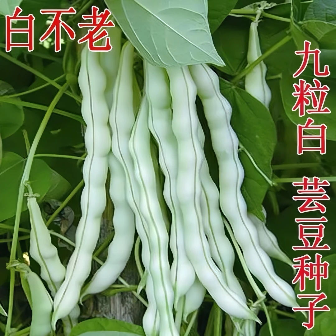 【全店满5/包免邮】九粒白芸豆种子豆角架豆四季豆种蔬菜春季秋季