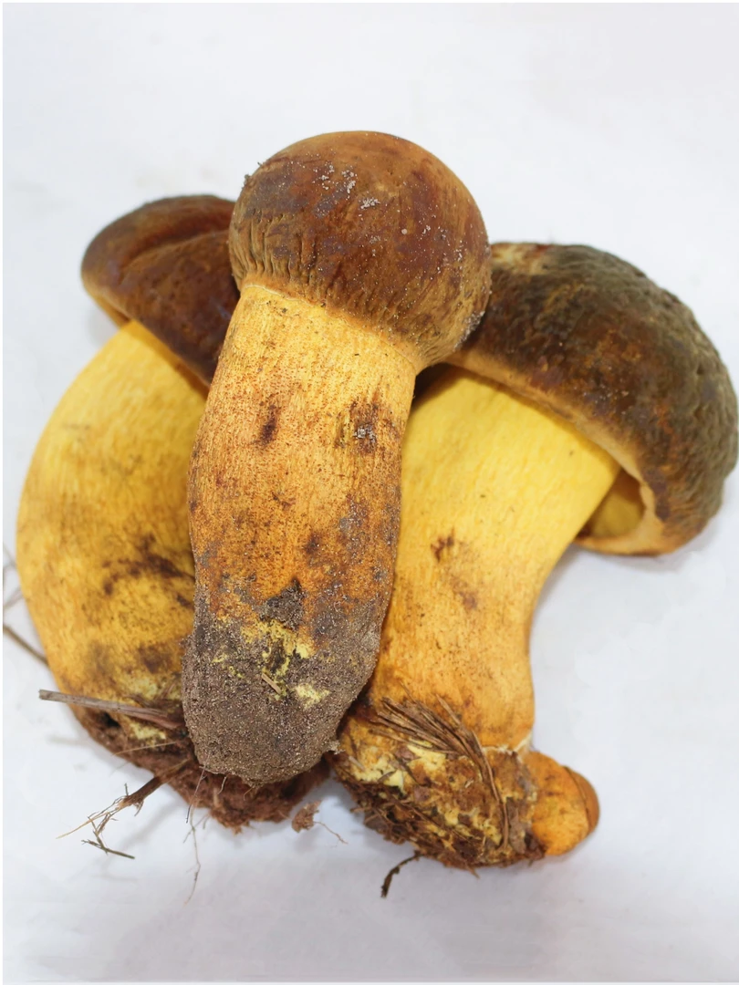 云南菌子 精品黄赖头黄牛肝菌香根山珍500g顺丰包邮