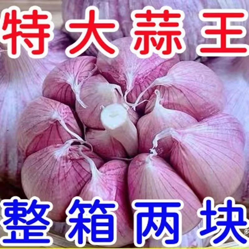 正宗山东金乡大蒜头5斤干蒜紫皮新鲜多瓣独头大蒜头整箱农家包邮