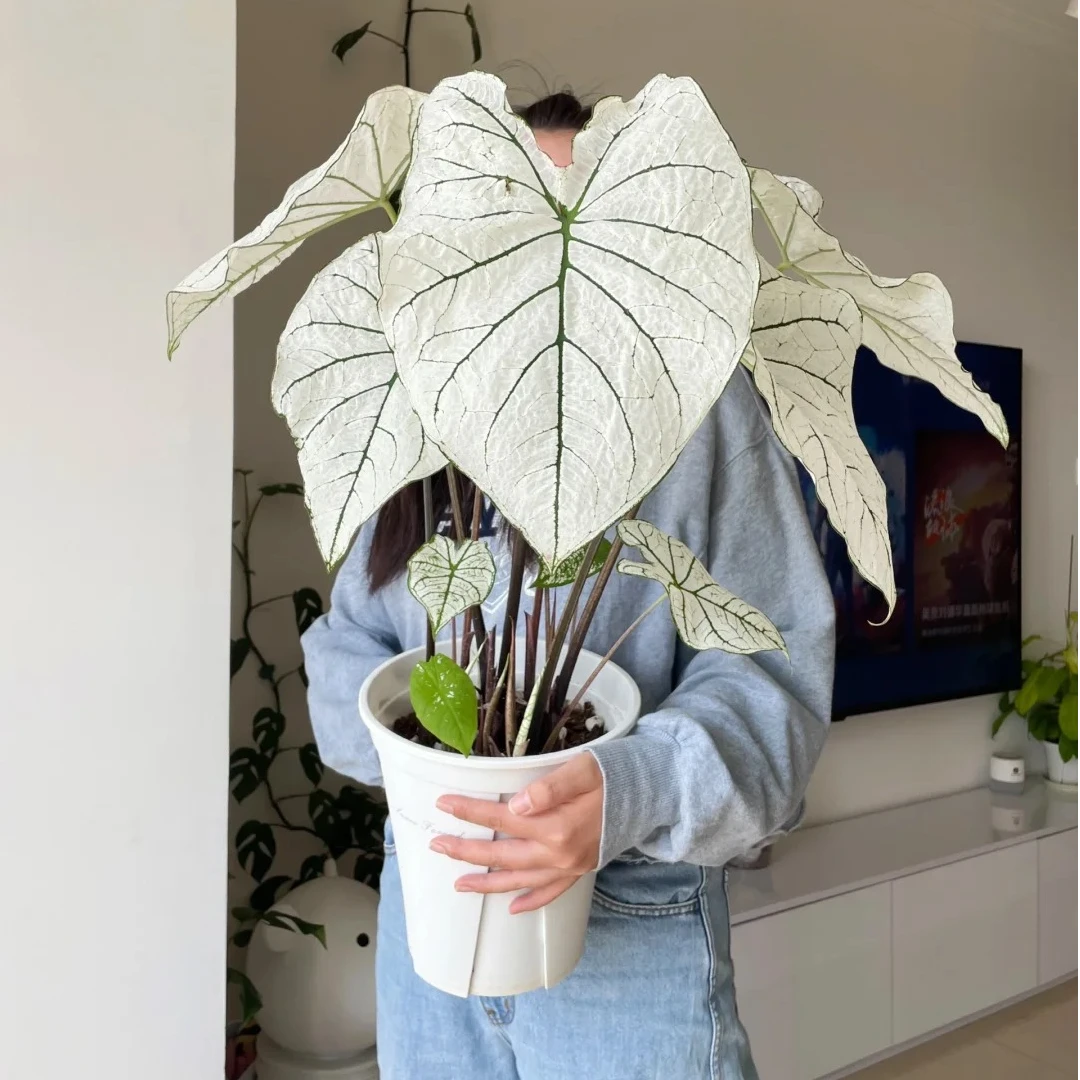 【有植依白色恋人】彩叶芋盆栽绿植室内大种球家居小清新白色恋人