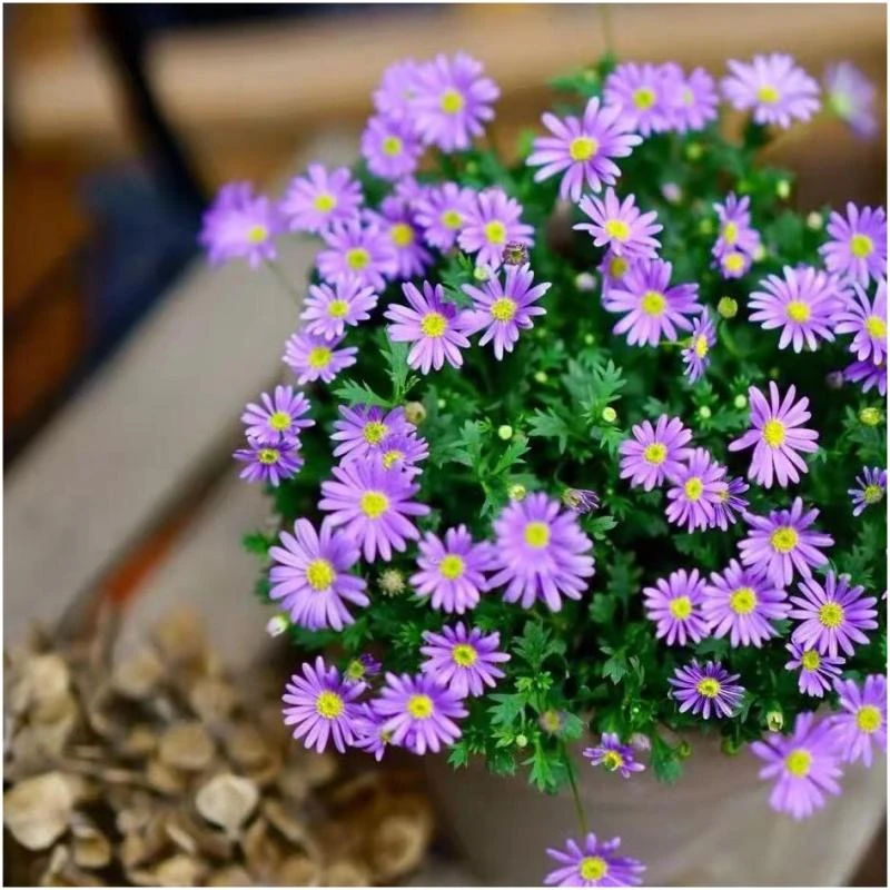 姬小菊花卉盆栽好看好养（爆花机器，文艺小碎花）