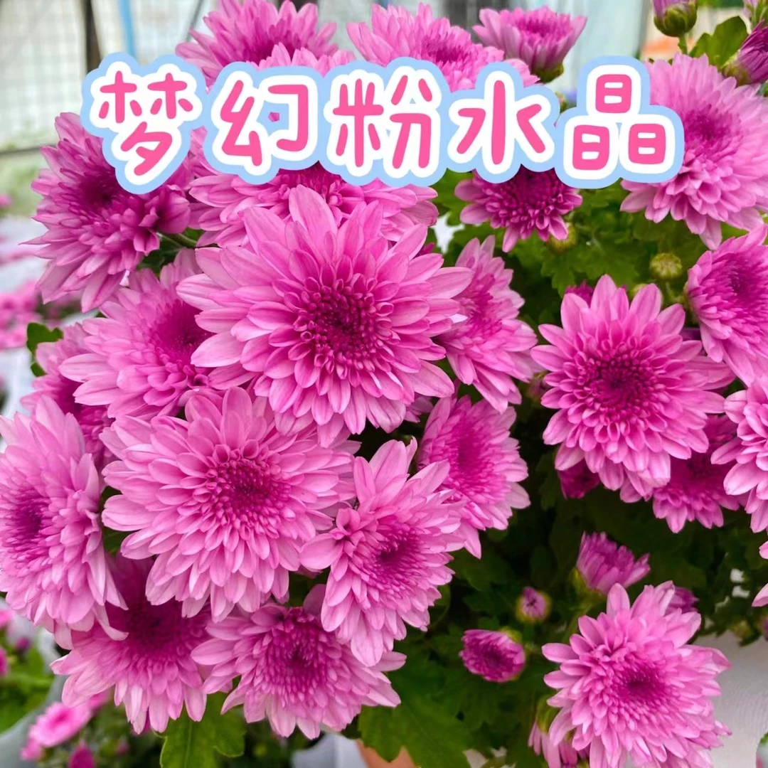 【梦幻粉水晶】荷兰菊重瓣泡泡草莓熊小菊