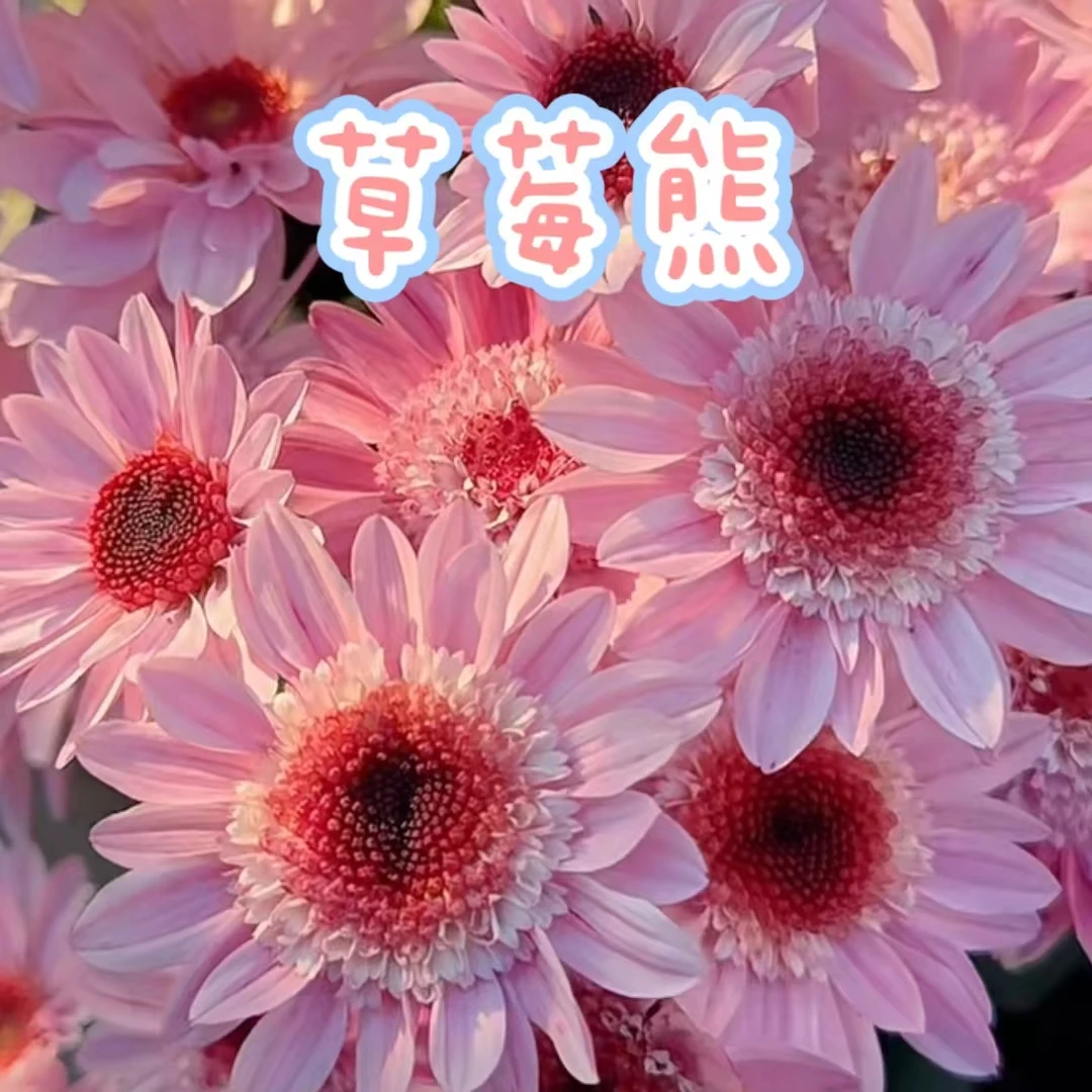 【草莓熊】荷兰菊草莓熊小菊花卉盆栽耐热皮实好养