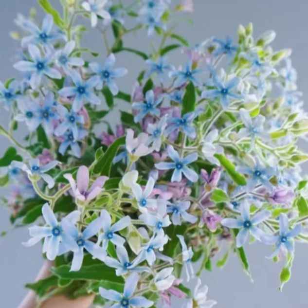 流星花彩星花同瓣草（耐热，自播能力强，非常好养活的灵动花花）