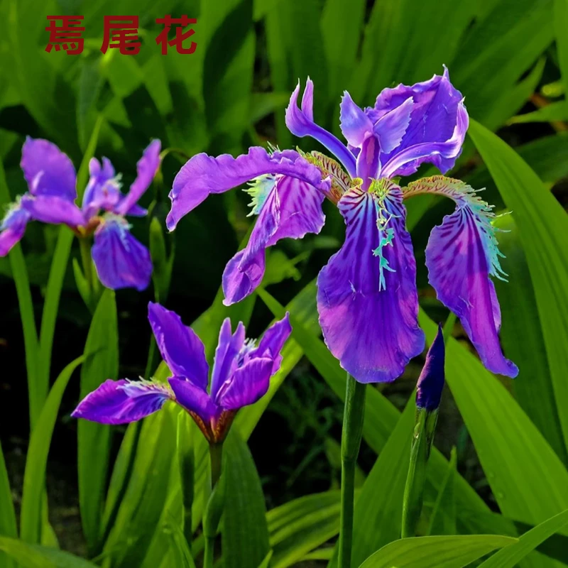 紫花焉尾苗庭院别墅园林绿化种植盆栽地栽蝴蝶兰耐寒观赏宿根花卉