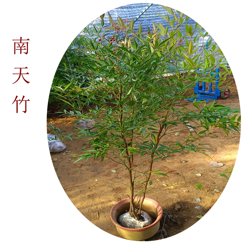 南天竹地栽盆栽绿植花卉南北方阳台庭院别墅观赏造景耐寒四季常青