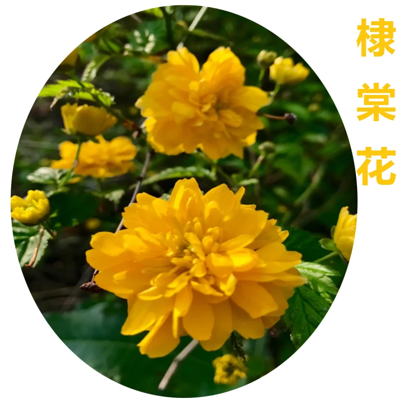 棣棠花苗重瓣黄花观赏花卉南北方园林庭院绿植苗种植耐寒落叶植物