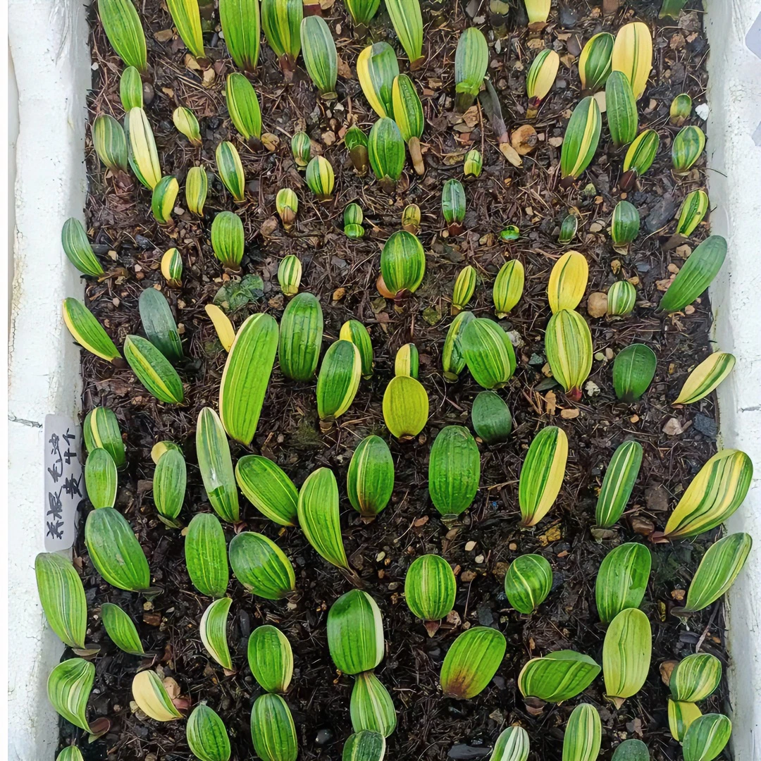 君子兰苗一物一拍请勿私拍