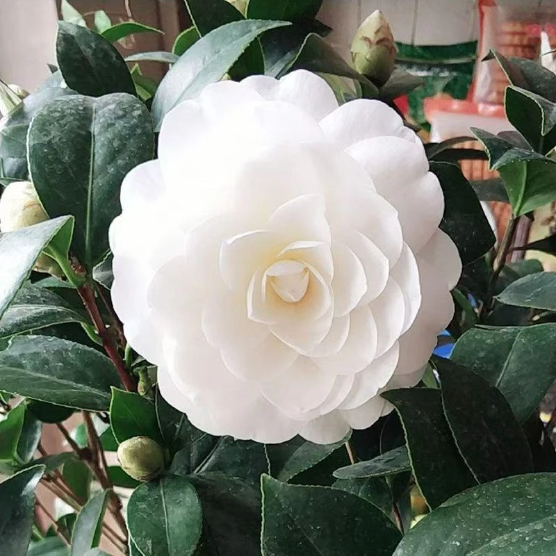 东方亮白色大花耐寒耐热盆栽 地载庭院阳台种植