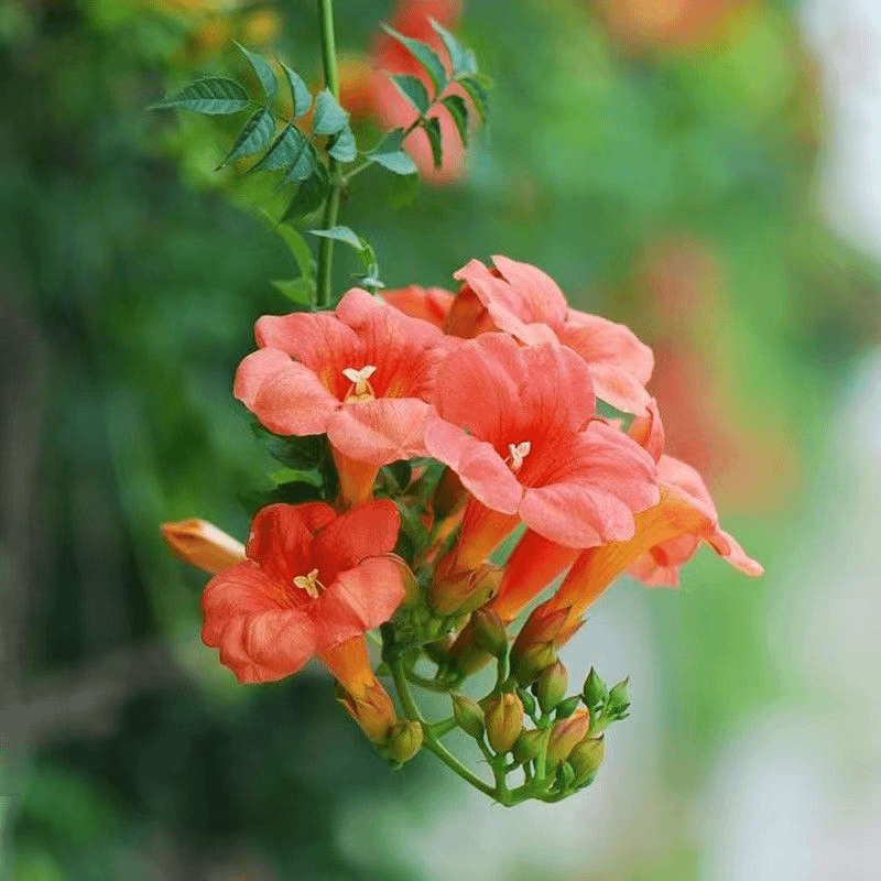 中华凌霄花盆栽爬藤植物攀爬树藤本耐寒庭院阳台四季种植花卉浓香