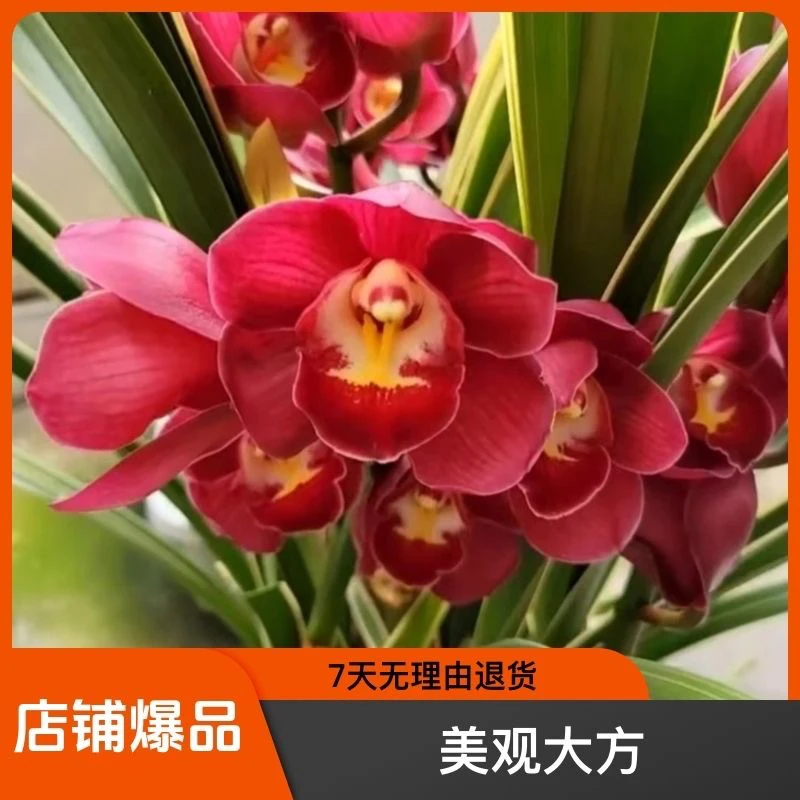 大花惠兰金边大红袍3年苗带新出花剑  花剑不售后