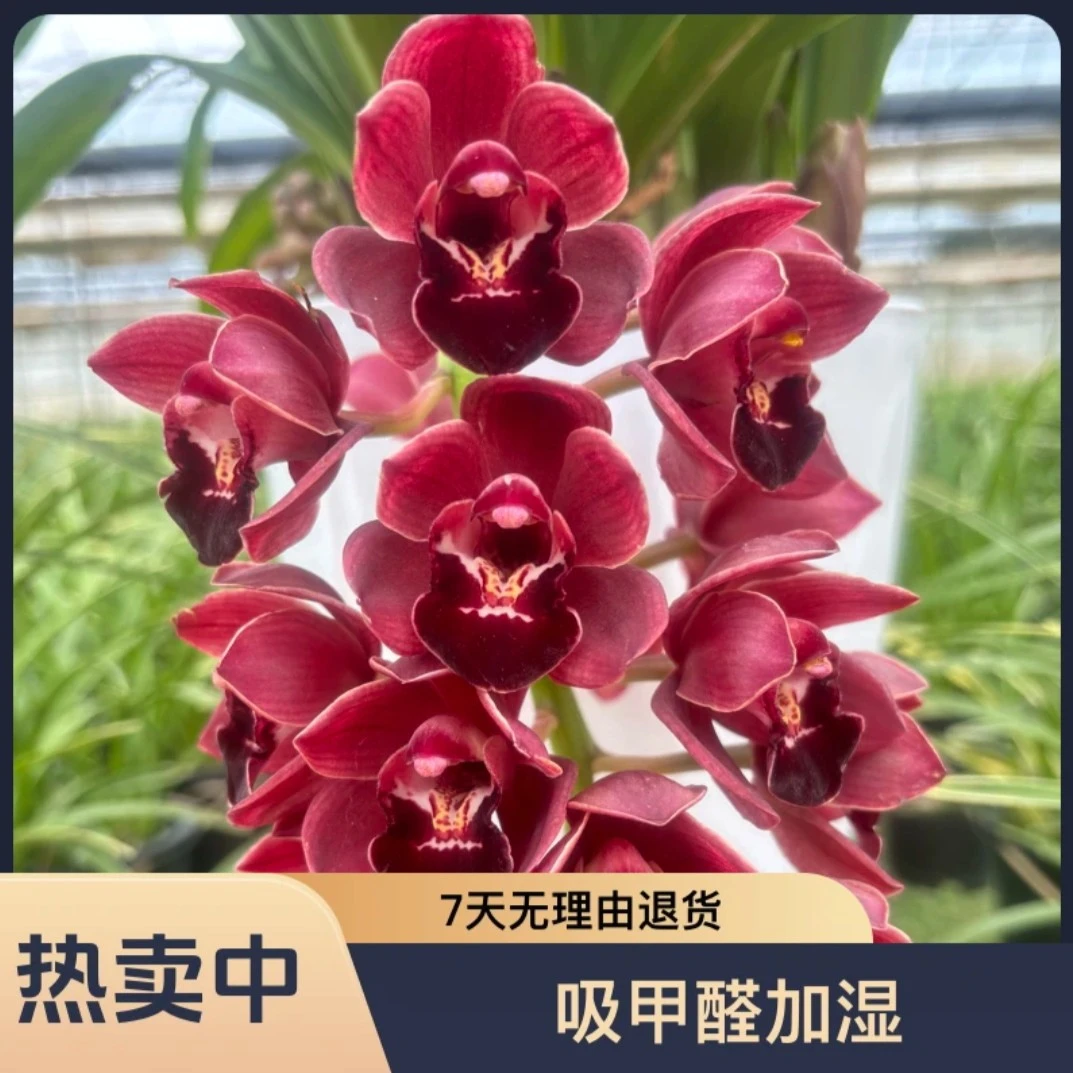 大花蕙兰  红宝石 精品大苗基地直发