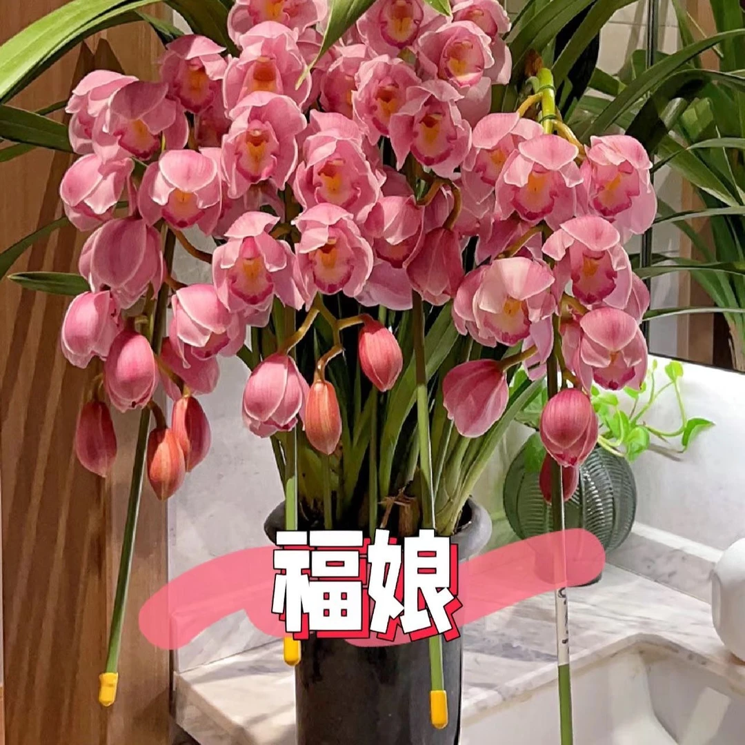 大花惠兰金边福娘基地直发高品质