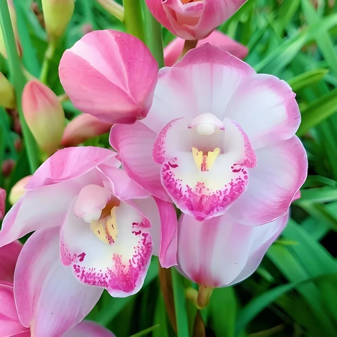 大花惠兰（六朝金粉）年宵花基地直发