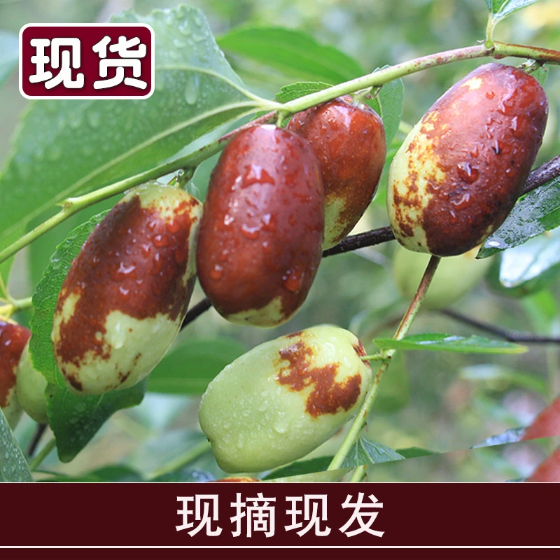 顺丰包邮宁夏灵武长枣鲜枣水果大枣枣子甜枣脆枣整箱1/3/5斤现摘