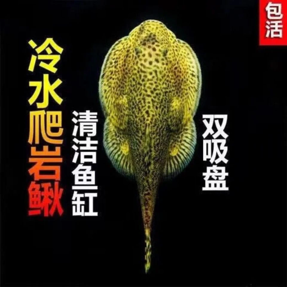 琵琶鱼吸鳅双吸盘清洁鱼冷水清道夫工擦玻璃鱼吸鳅贵州爬岩鳅
